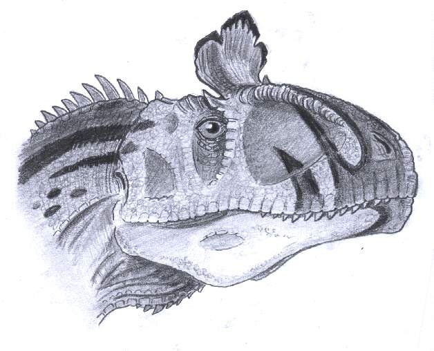 Head of Cryolophosaurus ellioti. (pencil, 2003)