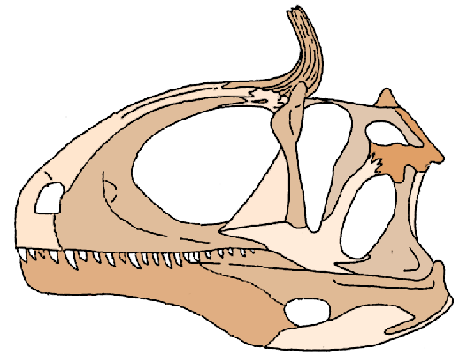 Cryolophosaurus skull