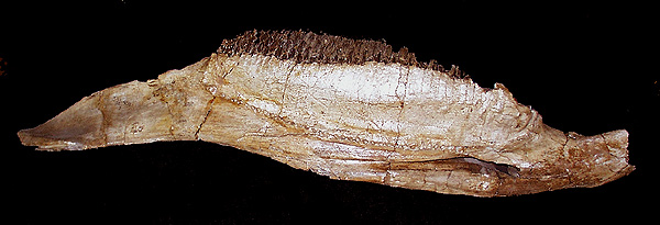 Saurolophus angustirostris
