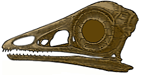 Archaeopteryx skull