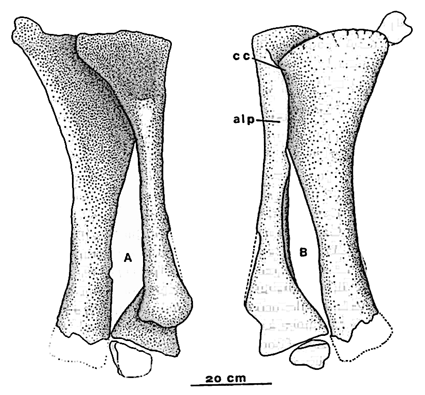 Agustinia tibia