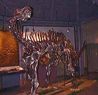 [Picuture: Skelton of Amargasaurus]