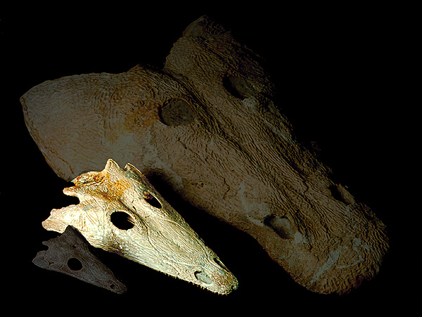 Benthosuchus korobkovi