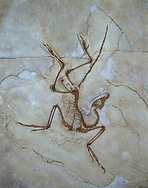 Archaeopteryx lithographica