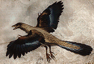 Archaeopteryx reconstruction