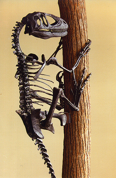 Deinonychus antirrhopus