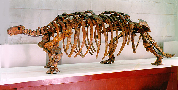 Talarurus plicatospineus
