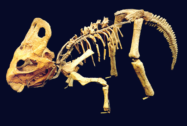 Protoceratops andrewsi