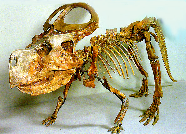 Protoceratops andrewsi