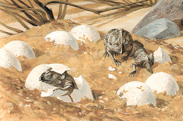 Protoceratops hatchlings