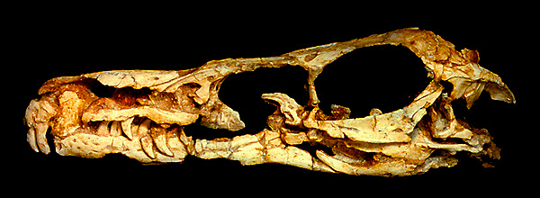 Velociraptor mongoliensis