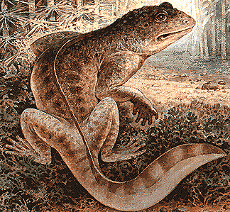 Nyctiphruretus lifetime reconstruction