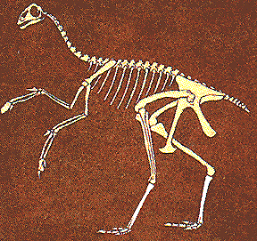 Avimimus skeleton reconstruction