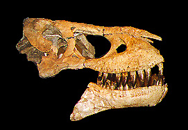 Tarbosaurus baatar