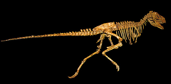 Tarbosaurus baatar