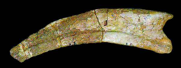 Therizinisaurus cheloniformis