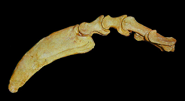 Therizinisaurus cheloniformis