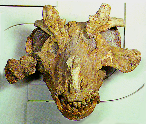 Estemmenosuchus mirablis