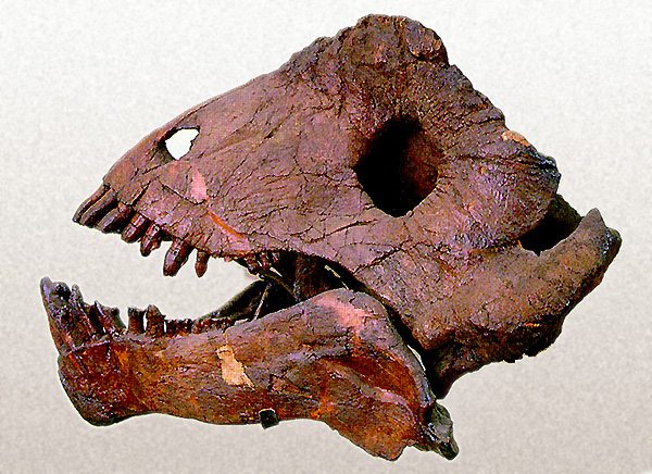 Ulemosaurus svijagensis