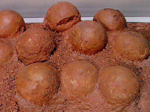 Sauropod Egg Nest