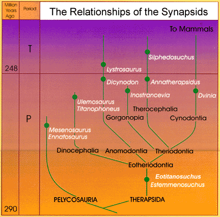 Synapsids